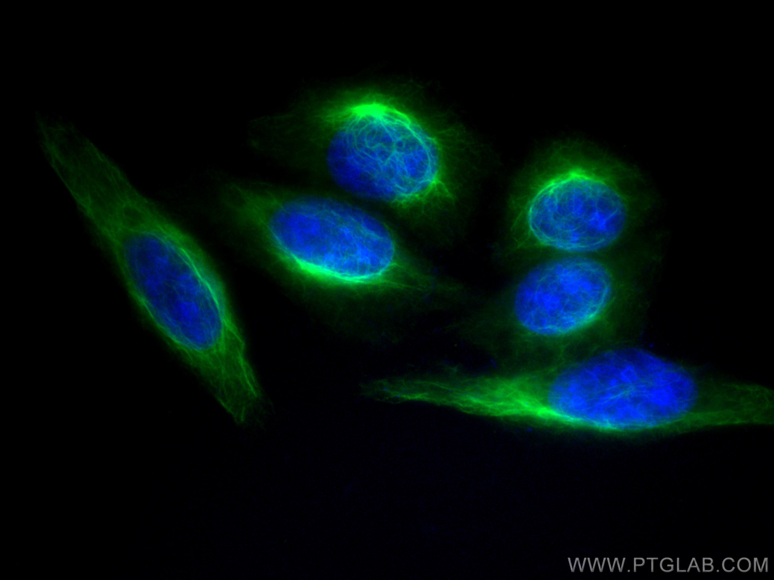 Immunofluorescence (IF) / fluorescent staining of HepG2 cells using CoraLite®488-conjugated Vimentin Monoclonal antibo (CL488-60330)