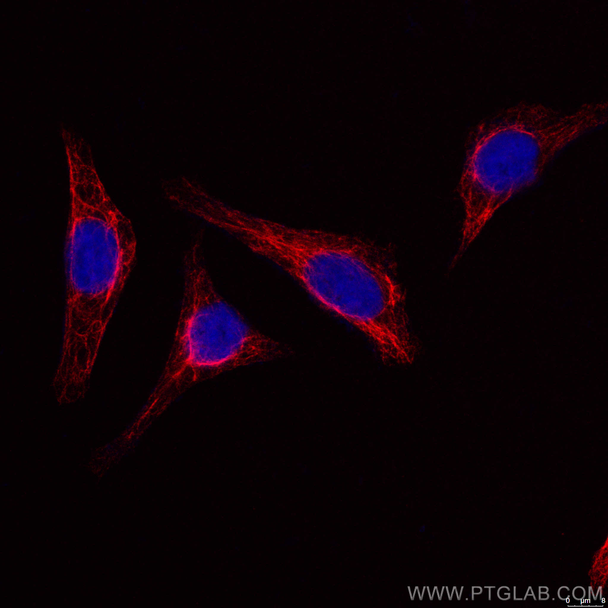 Immunofluorescence (IF) / fluorescent staining of HepG2 cells using CoraLite®594-conjugated Vimentin Monoclonal antibo (CL594-60330)