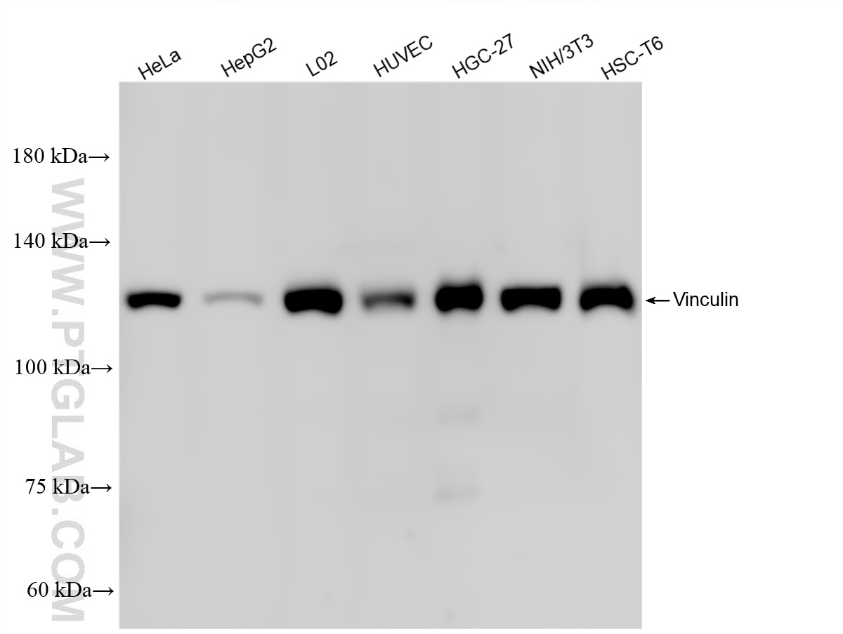 Western Blot (WB) analysis of various lysates using Vinculin Recombinant monoclonal antibody (86930-1-RR)