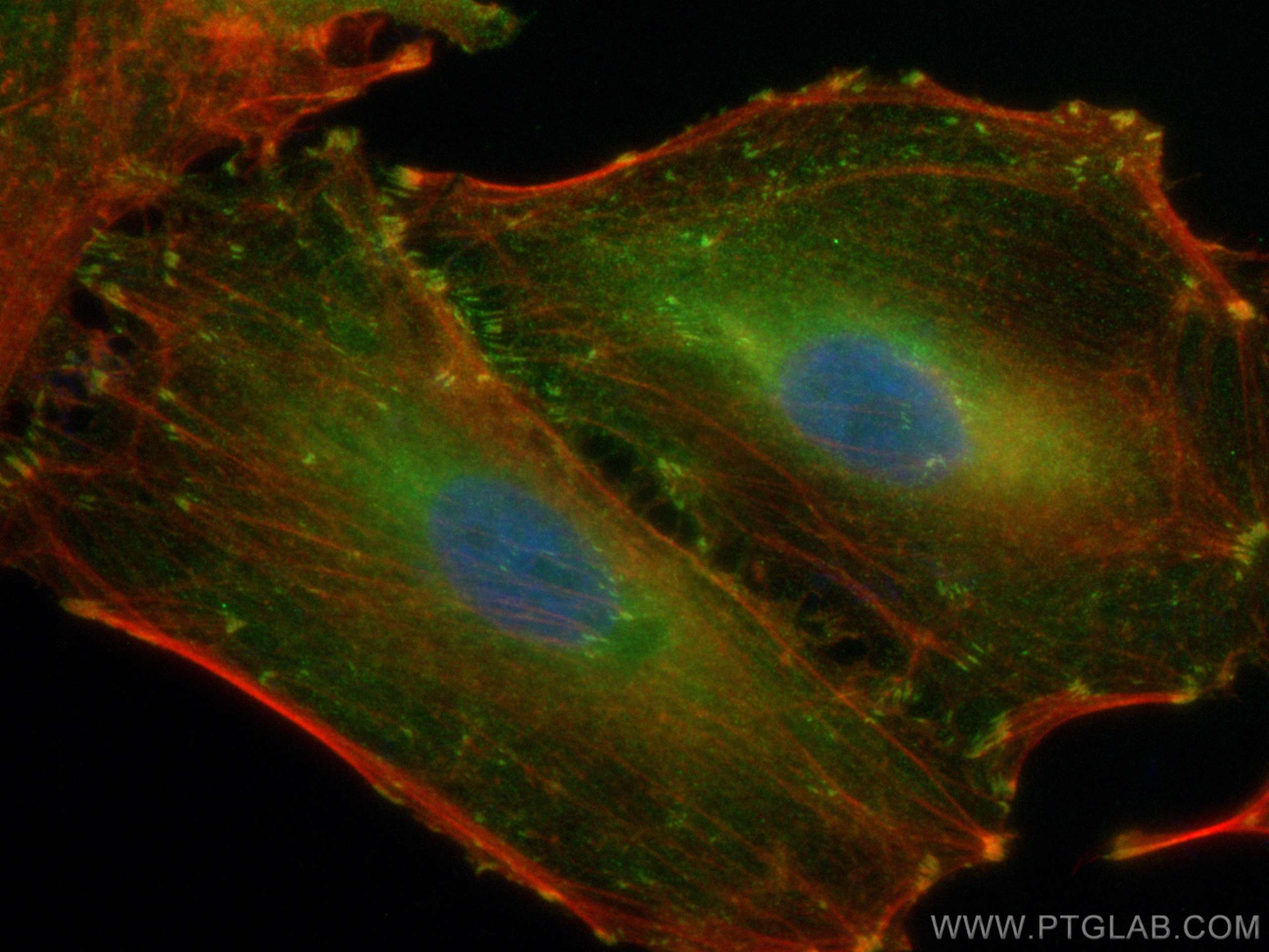 Immunofluorescence (IF) / fluorescent staining of A549 cells using CoraLite® Plus 488-conjugated Vinculin Polyclonal  (CL488-26520)