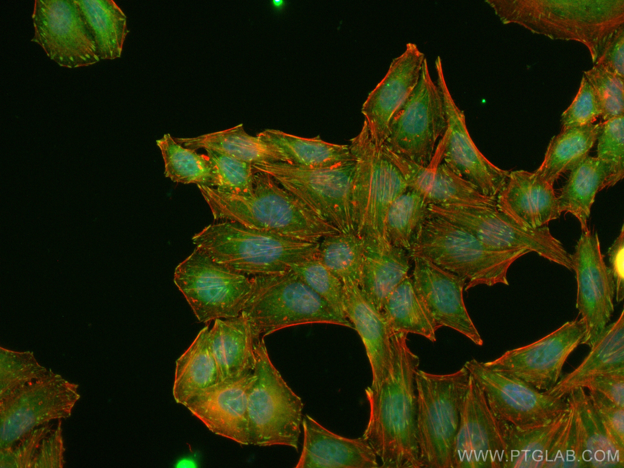 Immunofluorescence (IF) / fluorescent staining of HepG2 cells using CoraLite® Plus 488-conjugated Vinculin Polyclonal  (CL488-26520)