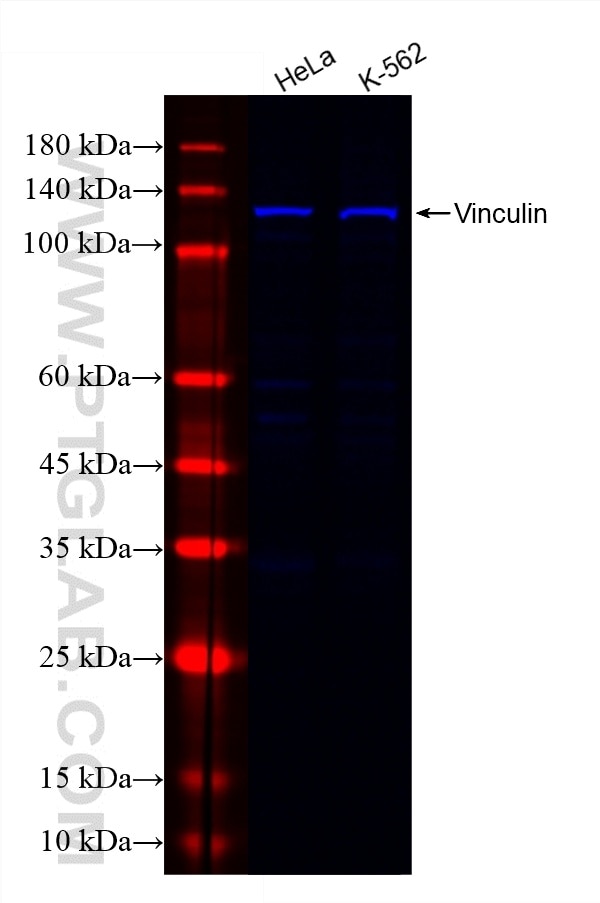 Various lysates were subjected to SDS PAGE followed by western blot with CL750-66305-2 (Vinculin antibody) at dilution of 1:1000 incubated at room temperature for 1.5 hours. Western Blot (WB) analysis of various lysates using CoraLite® Plus 750-conjugated Vinculin Monoclonal (CL750-66305-2)