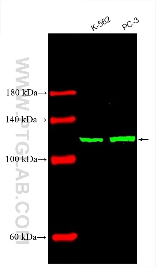 Western Blot (WB) analysis of various lysates using CoraLite® Plus 750-conjugated Vinculin Monoclonal  (CL750-66305)