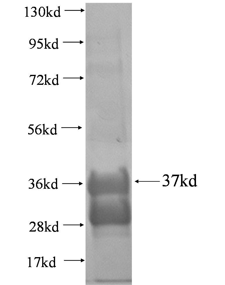 Vpr fusion protein Ag0718 SDS-PAGE