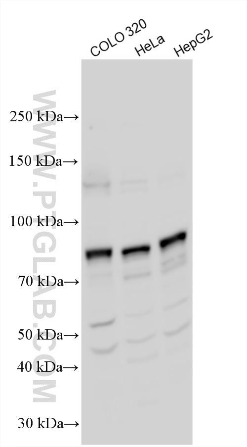 Western Blot (WB) analysis of various lysates using WAC Polyclonal antibody (20519-1-AP)