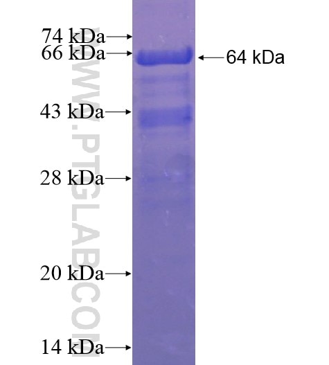 WAC fusion protein Ag14355 SDS-PAGE