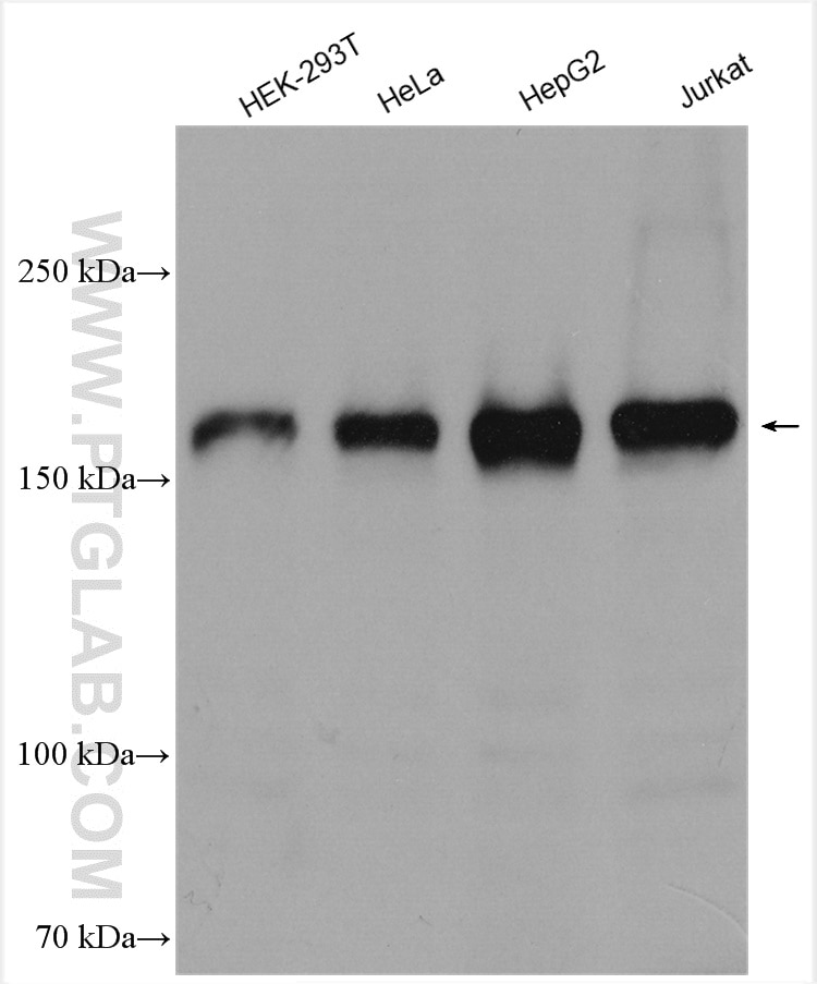 Western Blot (WB) analysis of various lysates using WAPL; WAPAL Polyclonal antibody (16370-1-AP)