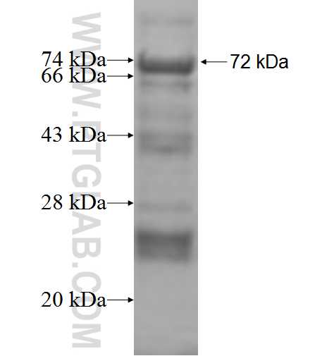 WAPL; WAPAL fusion protein Ag9280 SDS-PAGE