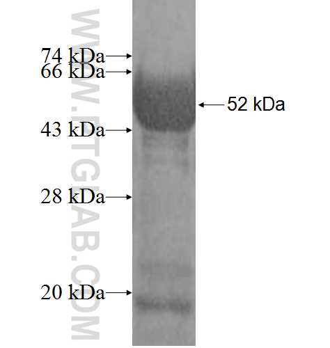WAPL; WAPAL fusion protein Ag9585 SDS-PAGE