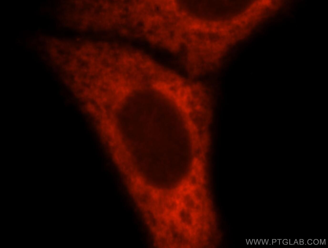 Immunofluorescence (IF) / fluorescent staining of HepG2 cells using TrpRS Polyclonal antibody (16081-1-AP)