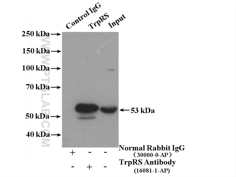 Immunoprecipitation (IP) experiment of HepG2 cells using TrpRS Polyclonal antibody (16081-1-AP)