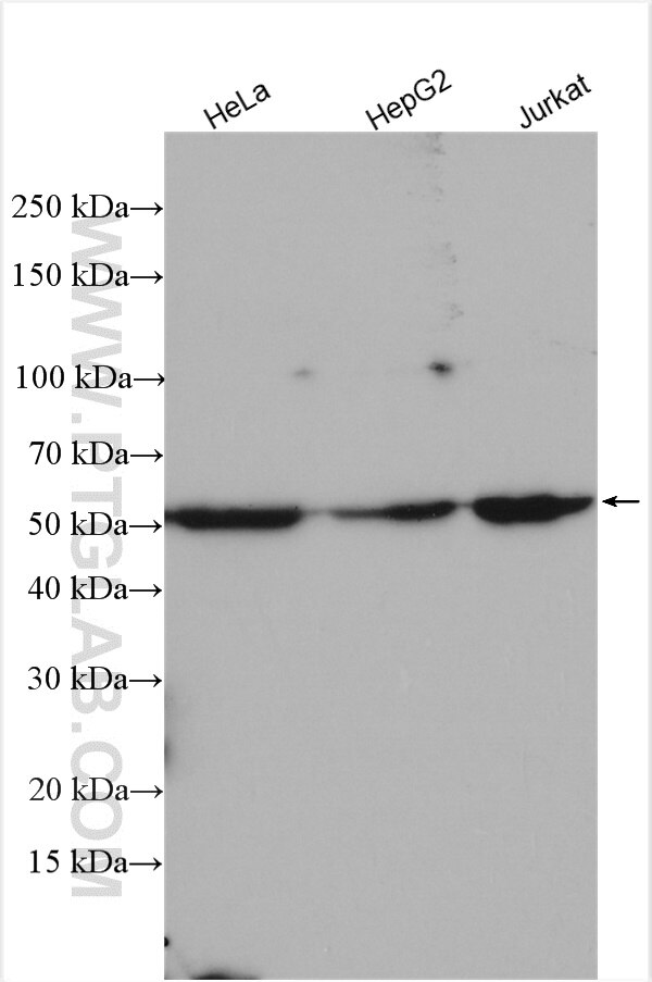 Western Blot (WB) analysis of various lysates using TrpRS Polyclonal antibody (16081-1-AP)