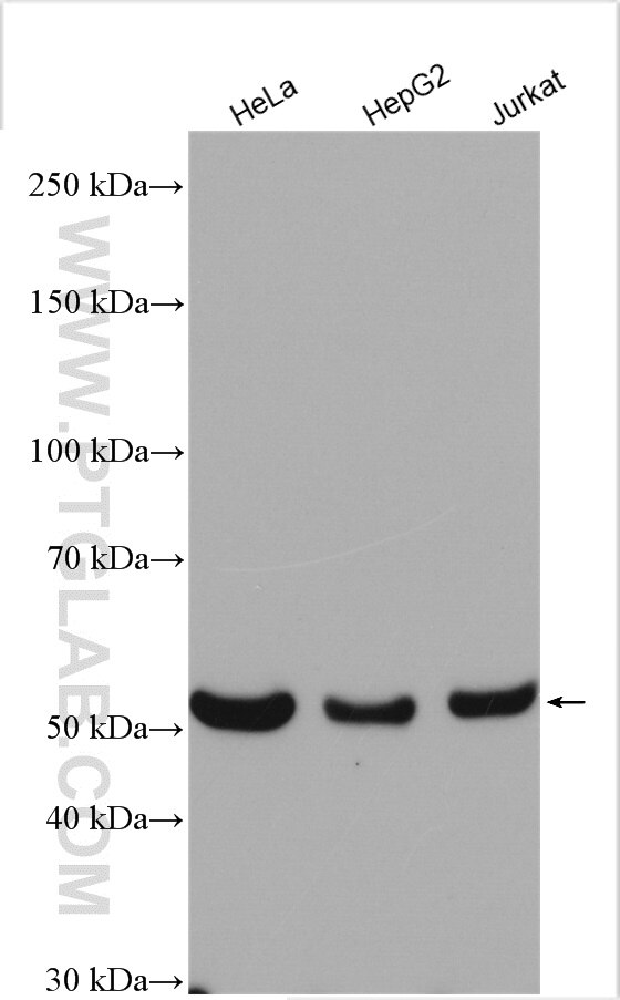 Western Blot (WB) analysis of various lysates using TrpRS Polyclonal antibody (16081-1-AP)