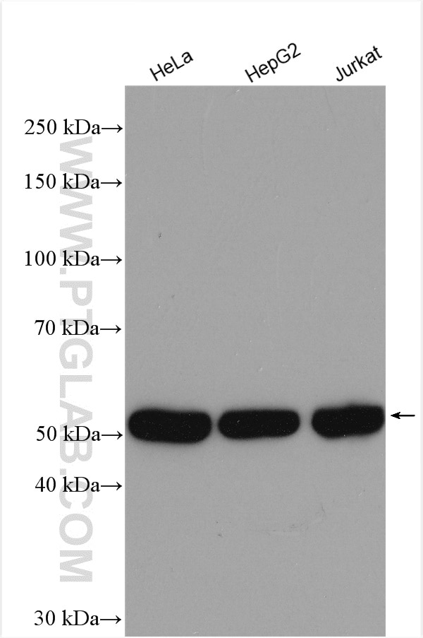 Western Blot (WB) analysis of various lysates using TrpRS Polyclonal antibody (16081-1-AP)
