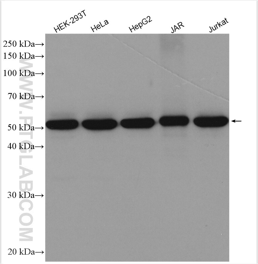 Western Blot (WB) analysis of various lysates using TrpRS Polyclonal antibody (16081-1-AP)