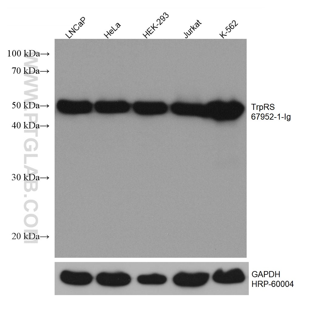 Western Blot (WB) analysis of various lysates using TrpRS Monoclonal antibody (67952-1-Ig)