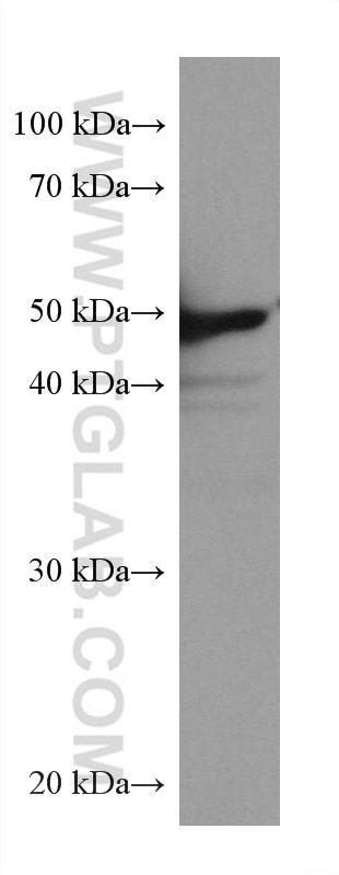 Western Blot (WB) analysis of HSC-T6 cells using TrpRS Monoclonal antibody (67952-1-Ig)