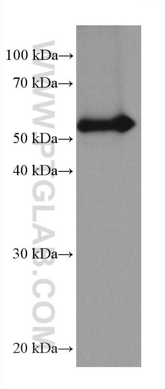 Western Blot (WB) analysis of human placenta tissue using TrpRS Monoclonal antibody (67952-1-Ig)