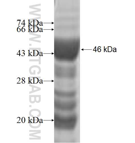 WARS2 fusion protein Ag5784 SDS-PAGE