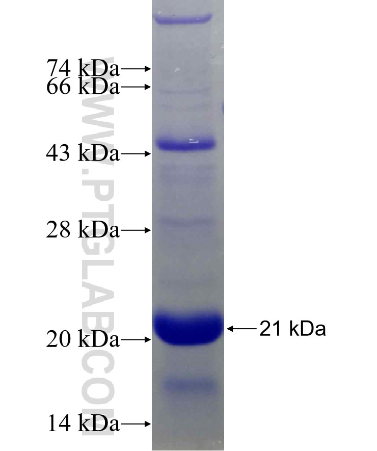 WAS fusion protein Ag23331 SDS-PAGE