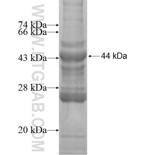 WAS fusion protein Ag1444 SDS-PAGE