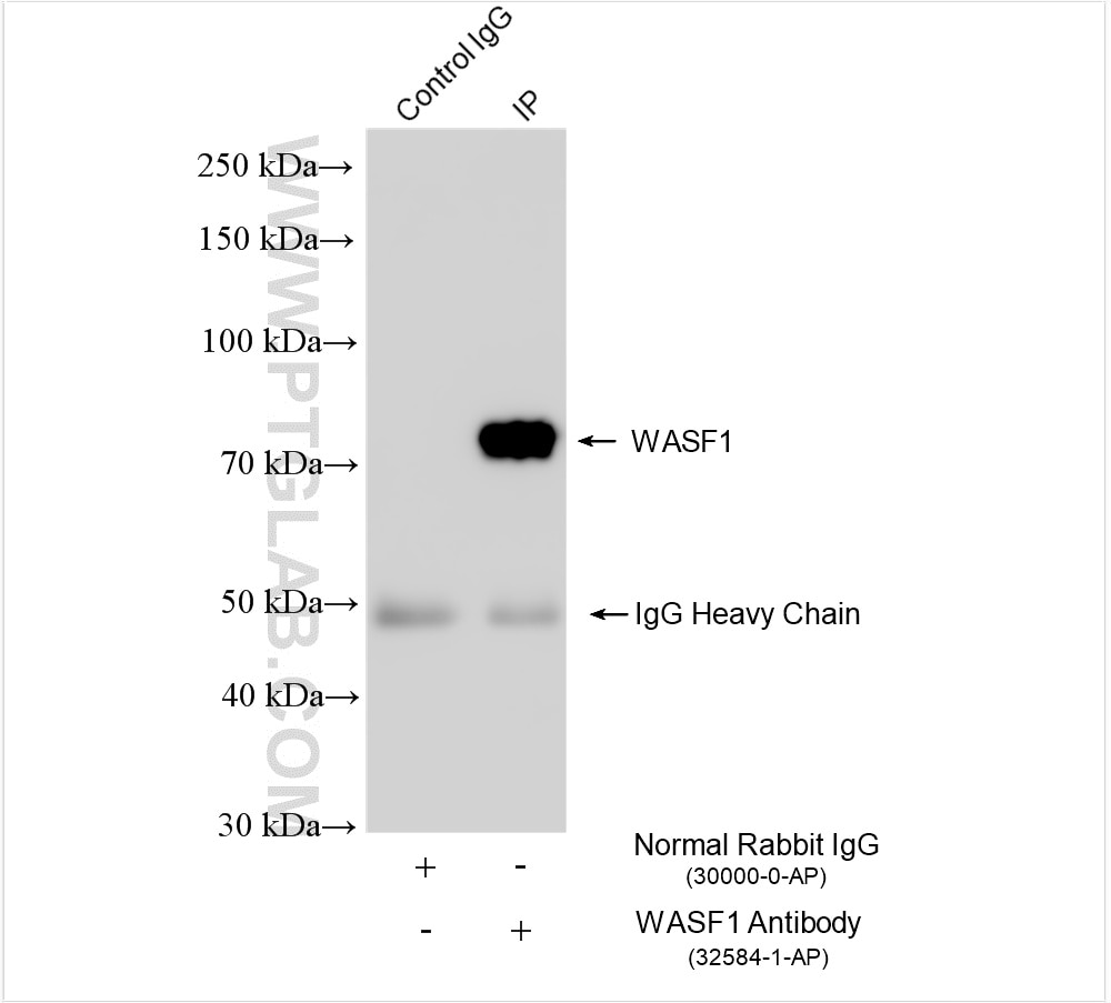 Immunoprecipitation (IP) experiment of HEK-293 cells using WASF1 Polyclonal antibody (32584-1-AP)