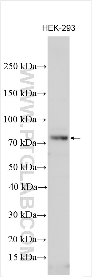 Western Blot (WB) analysis of various lysates using WASF1 Polyclonal antibody (32584-1-AP)