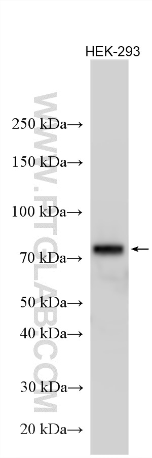 Western Blot (WB) analysis of various lysates using WASF1 Polyclonal antibody (32584-1-AP)