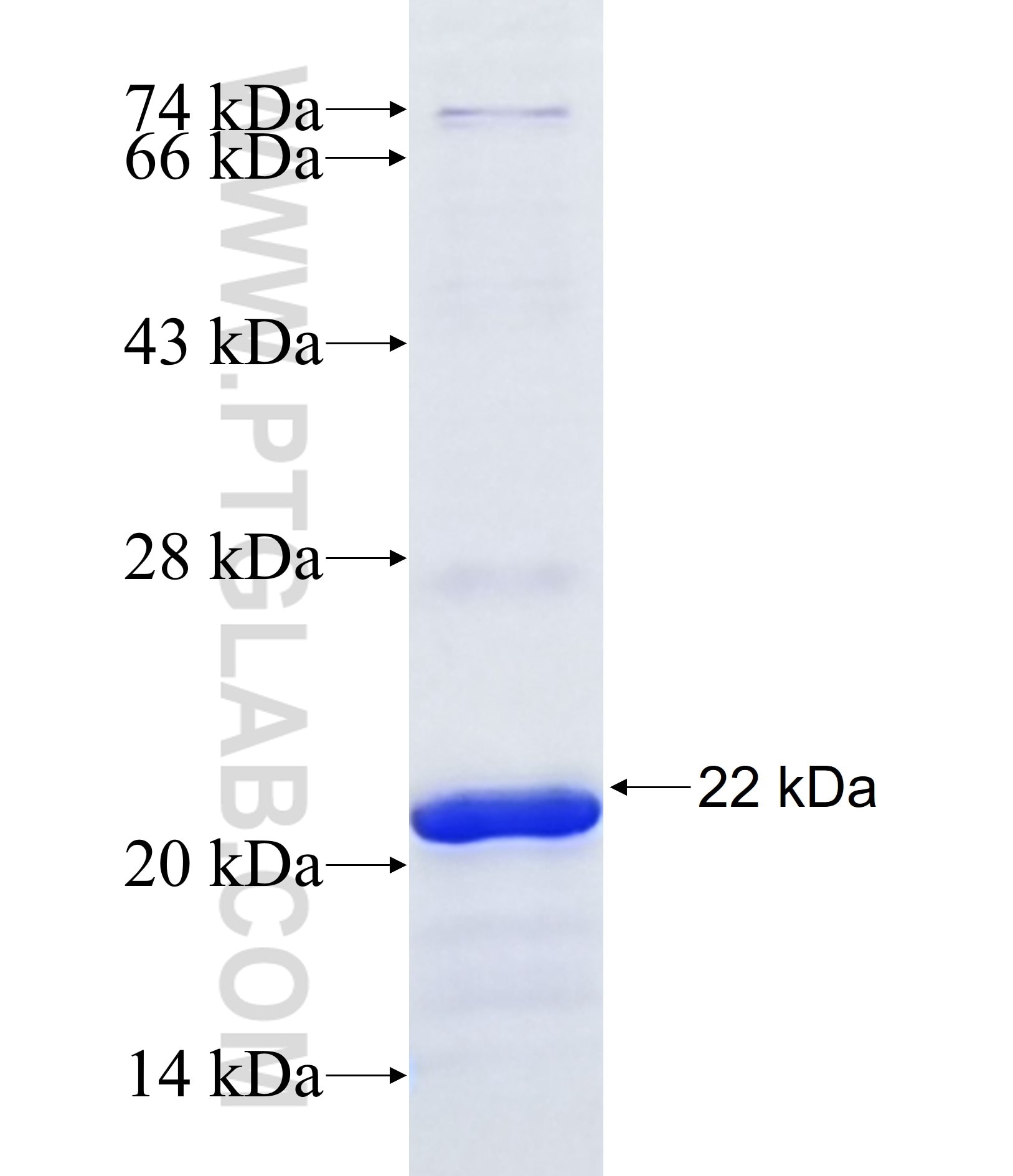WASF1 fusion protein Ag38113 SDS-PAGE