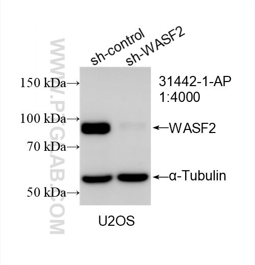 Western Blot (WB) analysis of U2OS cells using WASF2 Polyclonal antibody (31442-1-AP)