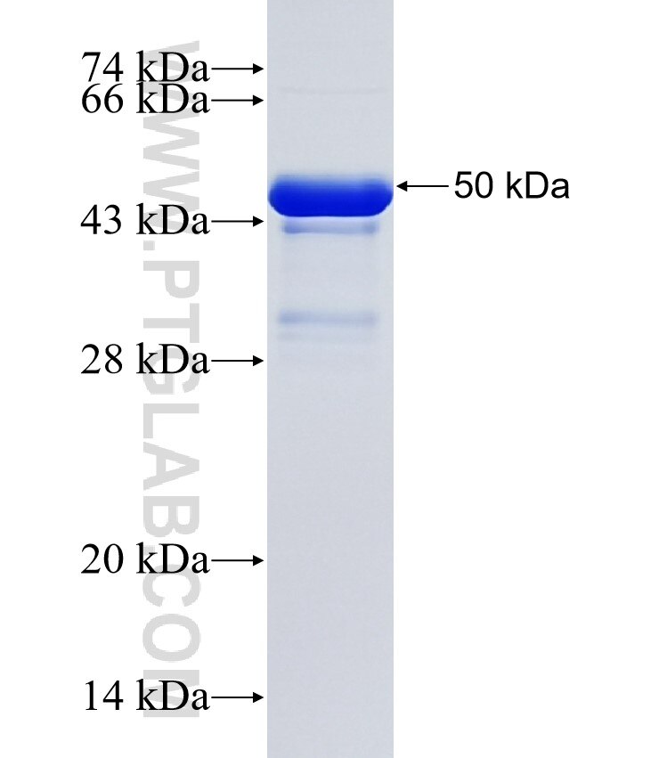 WASF2 fusion protein Ag35663 SDS-PAGE