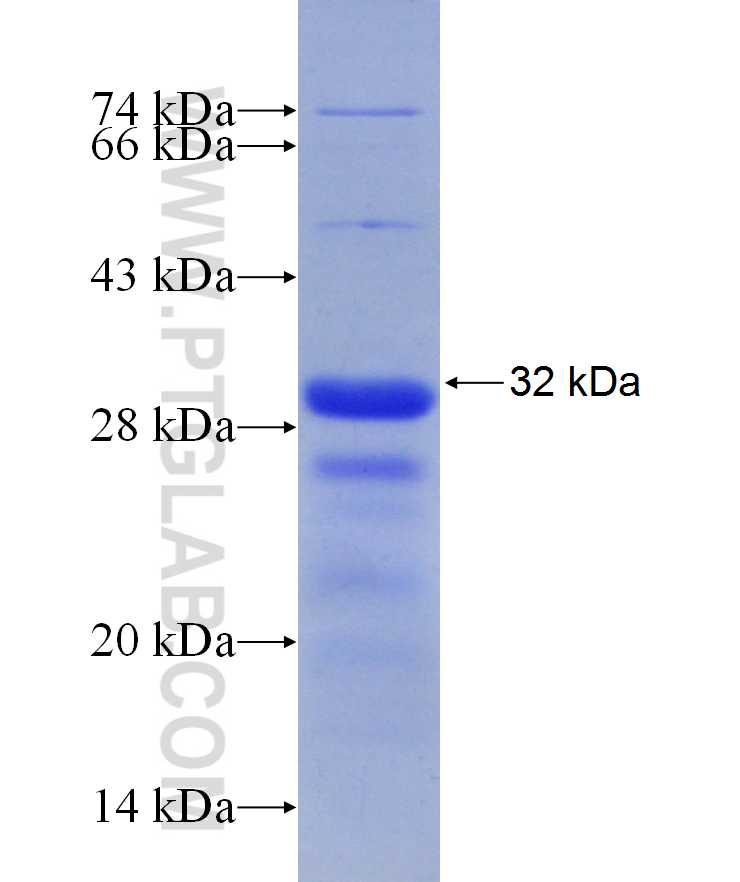 WASF3 fusion protein Ag29991 SDS-PAGE