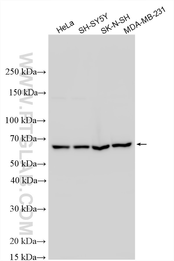 Various lysates were subjected to SDS PAGE followed by western blot with 14306-1-AP (WASL antibody) at dilution of 1:2000 incubated at room temperature for 1.5 hours. Western Blot (WB) analysis of various lysates using WASL Polyclonal antibody (14306-1-AP)