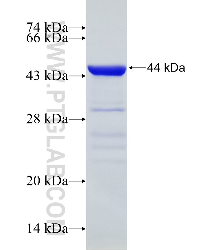 WASL fusion protein Ag5424 SDS-PAGE