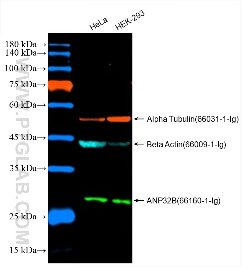 WB of HeLa and HEK-293 cell lysates: HeLa and HEK-293 Cell lysates were detected with anti-Beta Actin (66009-1-Ig) labeled with FlexAble CoraLite Plus 488 Kit (KFA061, blue); anti-Alpha Tubulin (66031-1-Ig) labeled with FlexAble CoraLite Plus 555 Kit (KFA062, red);  and anti-ANP32B (66160-1-Ig) labeled with FlexAble CoraLite Plus 750 Kit (KFA064, green).