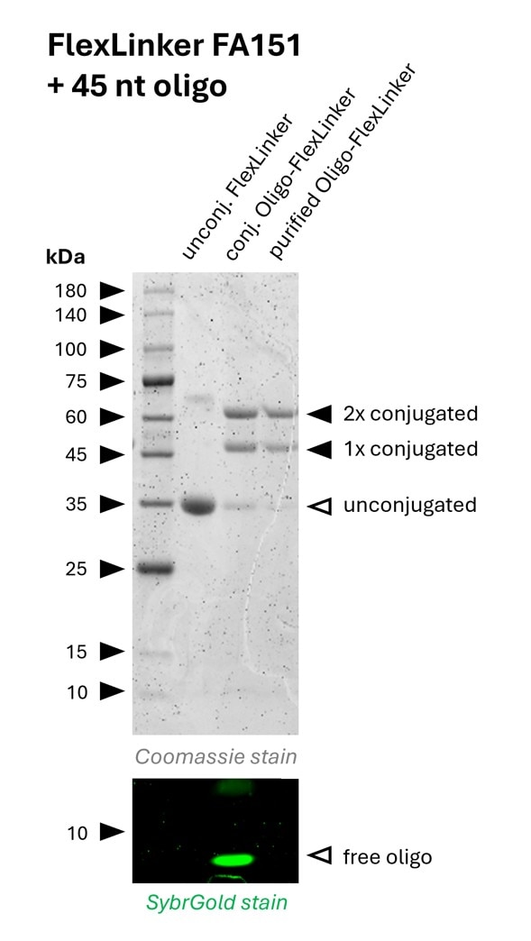 Oligo-Ready FlexLinker for rabbit IgG carrying 2 azide groups (FA151) was conjugated with a 45 nt long DBCO functionalized oligonucleotide to generate Oligo-FlexLinkers.
Lane 1 shows unconjugated FlexLinker.
Lane 2 shows successfully conjugated FlexLinker, the SybrGold stain shows excess oligo in this fraction.
Lane 3 shows the purified Oligo-FlexLinker after removal of excess DNA. Absence of free oligo indicates a clean Oligo-FlexLinker, that is ready for antibody labeling. Oligo-Ready FlexLinker for rabbit IgG carrying 2 azide groups (FA151) was conjugated with a 45 nt long DBCO functionalized oligonucleotide to generate Oligo-FlexLinkers.
Lane 1 shows unconjugated FlexLinker.
Lane 2 shows successfully conjugated FlexLinker, the SybrGold stain shows excess oligo in this fraction.
Lane 3 shows the purified Oligo-FlexLinker after removal of excess DNA. Absence of free oligo indicates a clean Oligo-FlexLinker, that is ready for antibody labeling.