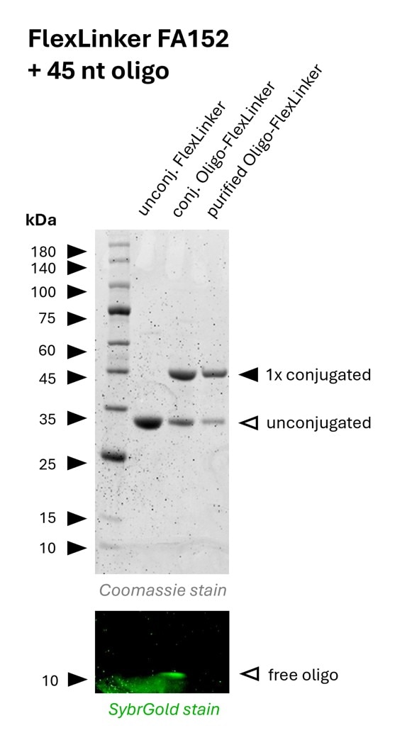 Oligo-Ready FlexLinker for mouse IgG1 carrying 1 azide group (FA152) was conjugated with a 45 nt long DBCO functionalized oligonucleotide to generate Oligo-FlexLinkers.
Lane 1 shows unconjugated FlexLinker.
Lane 2 shows successfully conjugated FlexLinker, the SybrGold stain shows excess oligo in this fraction.
Lane 3 shows the purified Oligo-FlexLinker after removal of excess DNA. Absence of free oligo indicates a clean Oligo-FlexLinker, that is ready for antibody labeling. Oligo-Ready FlexLinker for mouse IgG1 carrying 1 azide group (FA152) was conjugated with a 45 nt long DBCO functionalized oligonucleotide to generate Oligo-FlexLinkers.
Lane 1 shows unconjugated FlexLinker.
Lane 2 shows successfully conjugated FlexLinker, the SybrGold stain shows excess oligo in this fraction.
Lane 3 shows the purified Oligo-FlexLinker after removal of excess DNA. Absence of free oligo indicates a clean Oligo-FlexLinker, that is ready for antibody labeling.