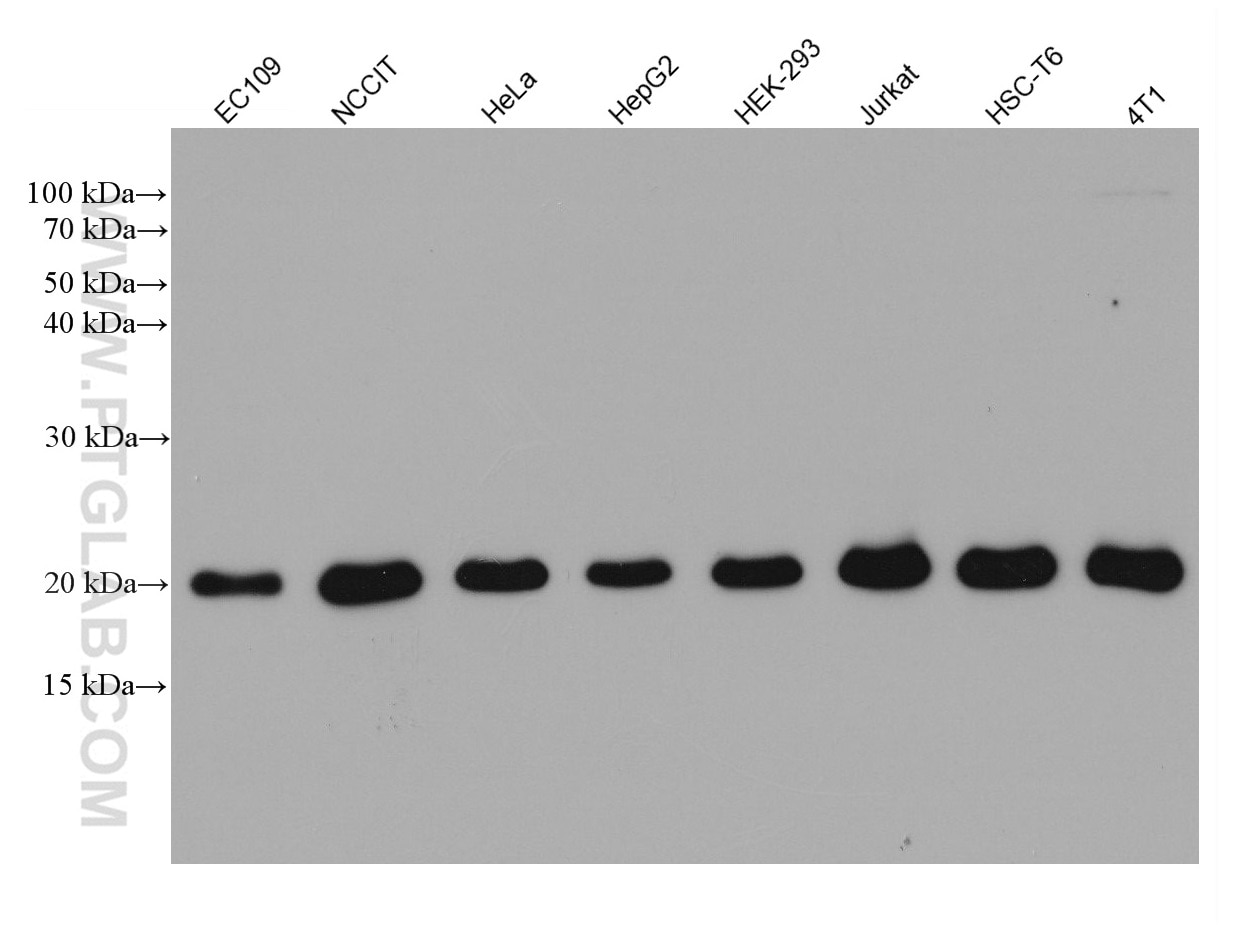 Various lysates were subjected to SDS PAGE followed by western blot with 67763-1-Ig (GPX4 antibody) at dilution of 1:5000 incubated at room temperature for 1.5 hours.