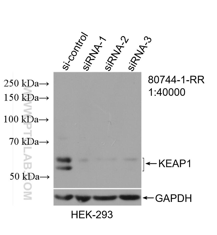 WB result of KEAP1 antibody (80744-1-RR; 1:40000; incubated at room temperature for 1.5 hours) with sh-Control and sh-KEAP1 transfected HEK-293 cells.