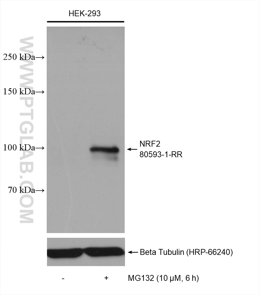Non-treated and MG 132 treated HEK-293 cells were subjected to SDS PAGE followed by western blot with 80593-1-RR (NRF2, NFE2L2 antibody) at dilution of 1:2500 incubated at room temperature for 1.5 hours.