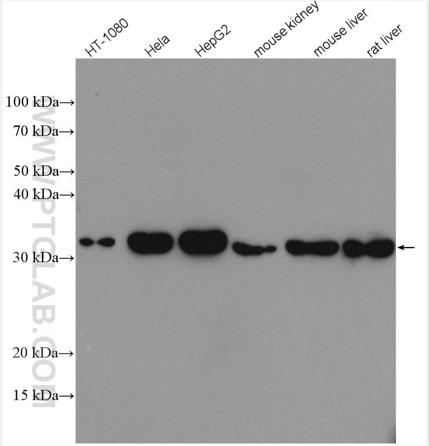 Various lysates were subjected to SDS PAGE followed by western blot with 10701-1-AP (HO-1 antibody) at dilution of 1:3000 incubated at room temperature for 1.5 hours.