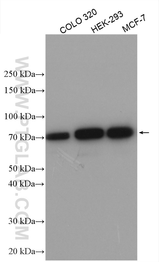 Various lysates were subjected to SDS PAGE followed by western blot with 29445-1-AP (ATG16L1 antibody) at dilution of 1:3000 incubated at room temperature for 1.5 hours.
