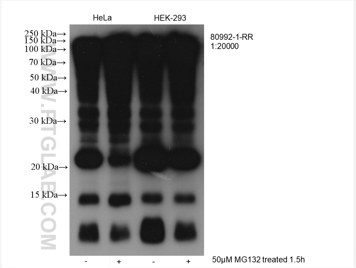 Various lysates were subjected to SDS PAGE followed by western blot with 80992-1-RR (ubiquitin antibody) at dilution of 1:20000 incubated at room temperature for 1.5 hours.