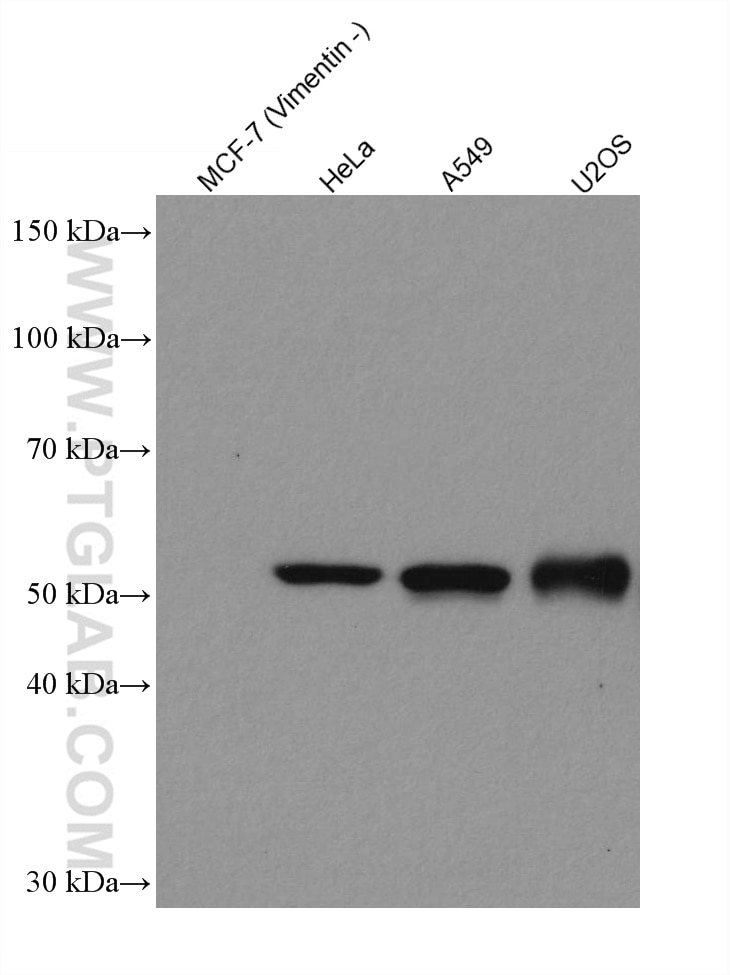 Various lysates were subjected to SDS PAGE followed by western blot with 80232-1-RR (Vimentin antibody) at dilution of 1:50000 incubated at room temperature for 1.5 hours.