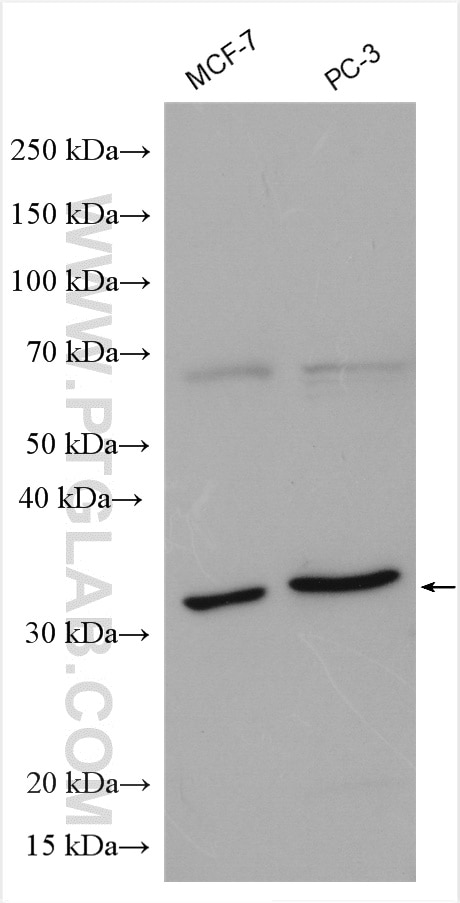 Various lysates were subjected to SDS PAGE followed by western blot with 13099-1-AP (SNAI1 antibody) at dilution of 1:1500 incubated at room temperature for 1.5 hours.