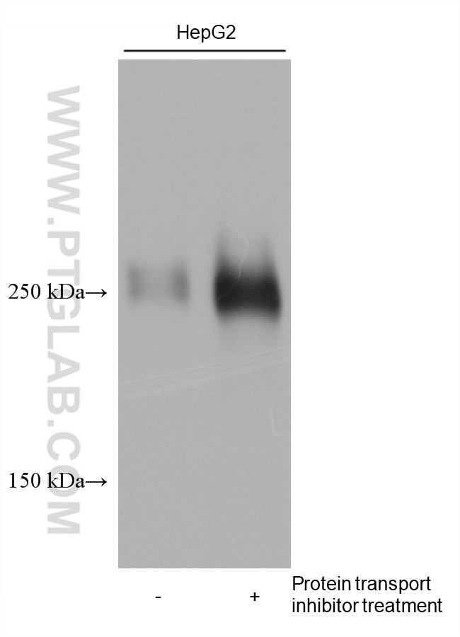Various lysates were subjected to SDS PAGE followed by western blot with 66042-1-Ig (Fibronectin antibody) at dilution of 1:10000 incubated at room temperature for 1.5 hours.