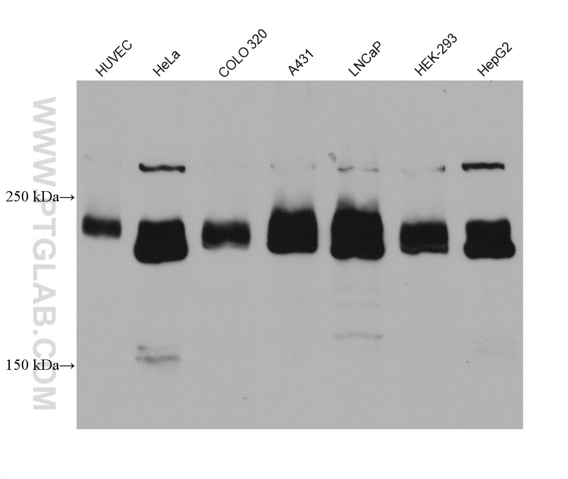 Various lysates were subjected to SDS PAGE followed by western blot with 66452-1-Ig (ZO-1 antibody) at dilution of 1:3000 incubated at room temperature for 1.5 hours.