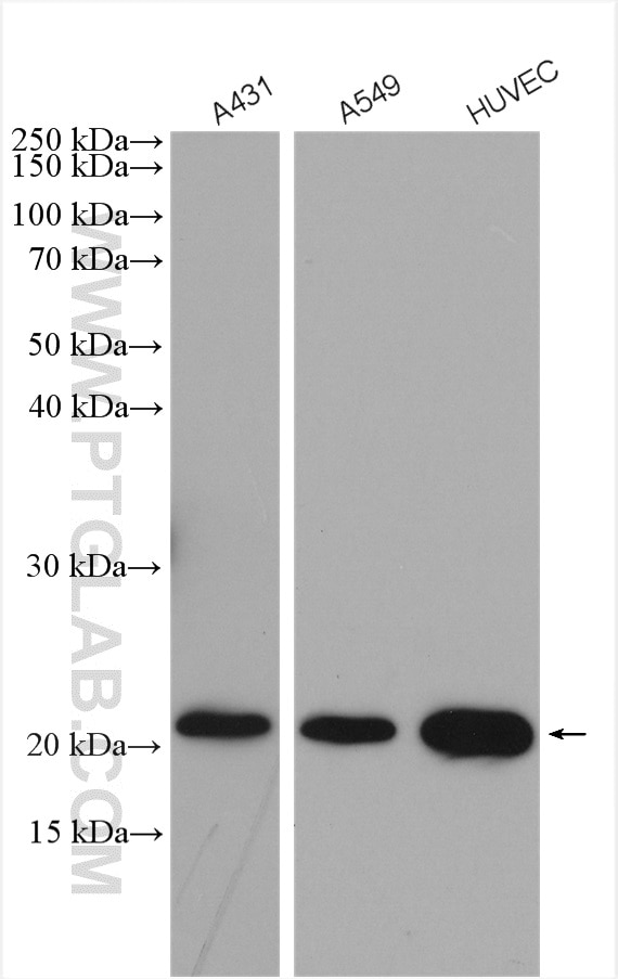 Various lysates were subjected to SDS PAGE followed by western blot with 13050-1-AP (Claudin 1 antibody) at dilution of 1:4000 incubated at room temperature for 1.5 hours.