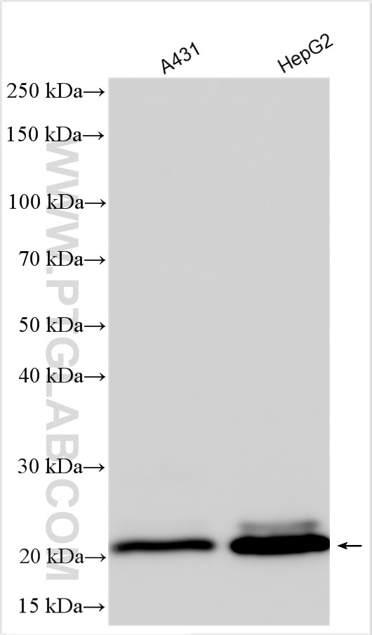 Various lysates were subjected to SDS PAGE followed by western blot with 13050-1-AP (Claudin 1 antibody) at dilution of 1:4000 incubated at room temperature for 1.5 hours.