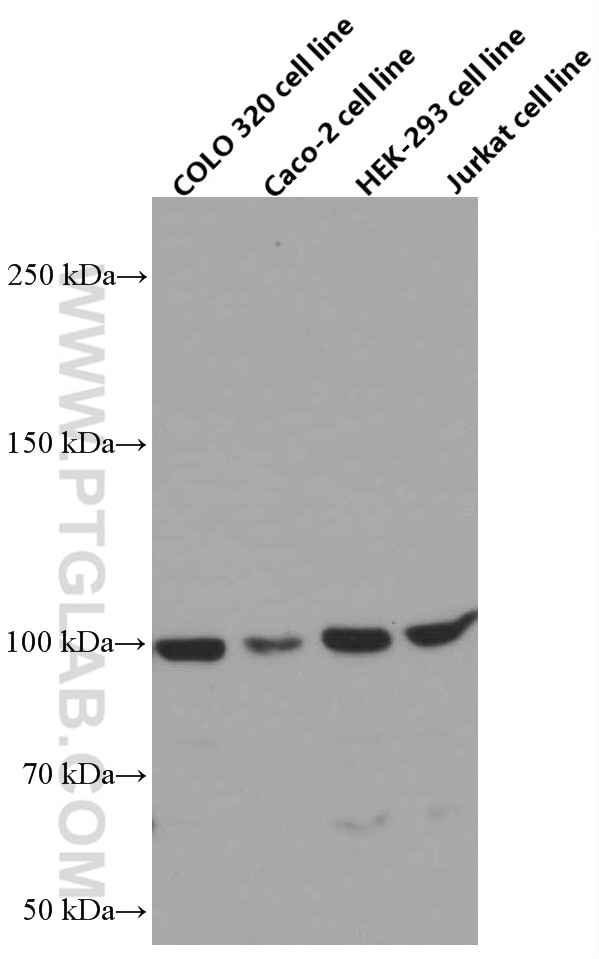 Various lysates were subjected to SDS PAGE followed by western blot with 66580-1-Ig (NSUN2 antibody) at dilution of 1:20000 incubated at room temperature for 1.5 hours.